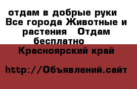 отдам в добрые руки - Все города Животные и растения » Отдам бесплатно   . Красноярский край